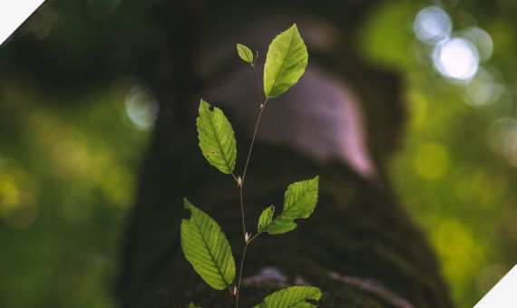 Green leaf