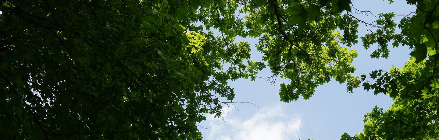 Tree canopy